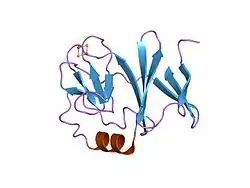 1rie: STRUCTURE OF A WATER SOLUBLE FRAGMENT OF THE RIESKE IRON-SULFUR PROTEIN OF THE BOVINE HEART MITOCHONDRIAL CYTOCHROME BC1-COMPLEX