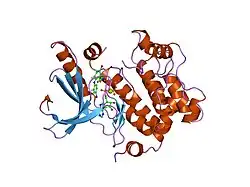 1s9j: X-ray structure of the human mitogen-activated protein kinase kinase 1 (MEK1) in a complex with ligand and MgATP