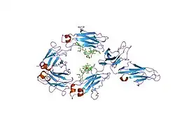 1t89: CRYSTAL STRUCTURE OF A HUMAN TYPE III FC GAMMA RECEPTOR IN COMPLEX WITH AN FC FRAGMENT OF IGG1 (HEXAGONAL)