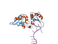 1u1o: Crystal Structure of UP1 Complexed With d(TTAGGGTTAG(DI)G); A Human Telomeric Repeat Containing Inosine