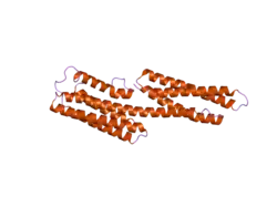 1xwj: Vinculin head (1-258) in complex with the talin vinculin binding site 3 (1945-1969)