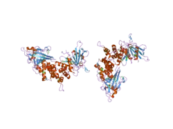 1ygr: Crystal structure of the tandem phosphatase domain of RPTP CD45