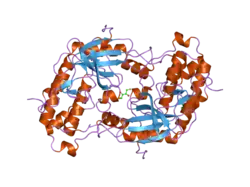 1yrp: Catalytic domain of human ZIP kinase phosphorylated at Thr265