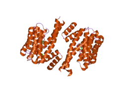 1ywt: Crystal structure of the human sigma isoform of 14-3-3 in complex with a mode-1 phosphopeptide