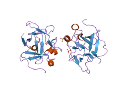 1z2v: Crystal Structure of Glu60 deletion Mutant of Human Acidic Fibroblast Growth Factor