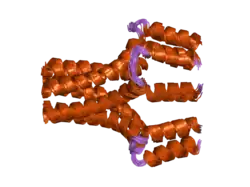 1zll: NMR Structure of Unphosphorylated Human Phospholamban Pentamer