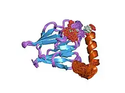 2aff: The solution structure of the Ki67FHA/hNIFK(226-269)3P complex