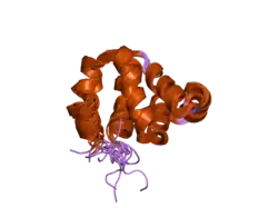 2b1w: Solution structure of the NOD1 Caspase Activating and Recruitment Domain