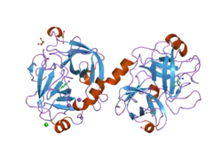 2bdg: Human Kallikrein 4 complex with nickel and p-aminobenzamidine