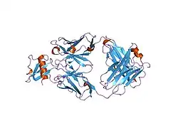 2bdn: Crystal structure of human MCP-1 bound to a blocking antibody, 11K2