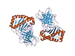 2d31: Crystal structure of disulfide-linked HLA-G dimer