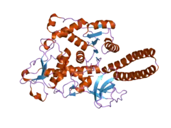 2de0: Crystal structure of human alpha 1,6-fucosyltransferase, FUT8