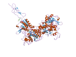 2e4y: Crystal structure of the extracellular region of the group II metabotropic glutamate receptor complexed with 2R,4R-APDC