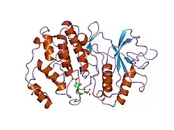 2erk: PHOSPHORYLATED MAP KINASE ERK2
