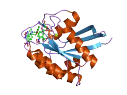 2evw: Crystal structure analysis of a fluorescent form of H-Ras p21 in complex with R-caged GTP