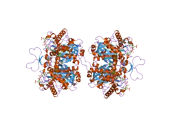 2f2s: Human mitochondrial acetoacetyl-CoA thiolase