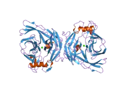 2h2u: Crystal structure of the E130Y mutant of human soluble calcium-activated nucleotidase (SCAN) with calcium ion