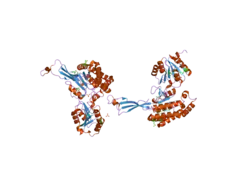 2h5g: Crystal structure of human pyrroline-5-carboxylate synthetase