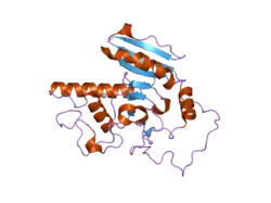 2o1f: Natural occurring Mutation of Human ABO(H) galactosyltransferase: GTB/M214R