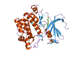 2o63: Crystal structure of Pim1 with Myricetin