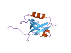2ozf: The crystal structure of the 2nd PDZ domain of the human NHERF-1 (SLC9A3R1)