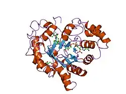 2pev: Complex of Aldose Reductase with NADP+ and simultaneously bound competitive inhibitors Fidarestat and IDD594. Concentration of Fidarestat in soaking solution exceeds concentration of IDD594.