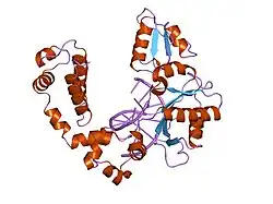 8icb: DNA POLYMERASE BETA (POL B) (E.C.2.7.7.7) COMPLEXED WITH SEVEN BASE PAIRS OF DNA; SOAKED IN THE PRESENCE OF ARTIFICIAL MOTHER LIQUOR