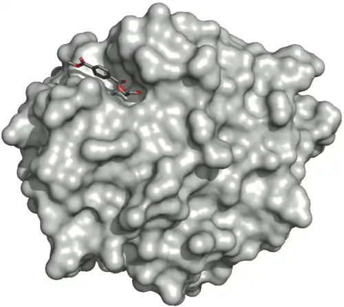 Surface of the PETase double mutant (R103G and S131A) with HEMT (1-(2-hydroxyethyl) 4-methyl terephthalate) bound to its active site. HEMT is an analogue of MHET, and has an additional methanol esterified to it. PDBID: 5XH3.