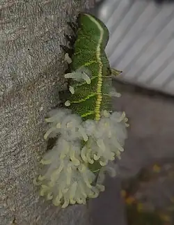 With parasitic wasp larvae