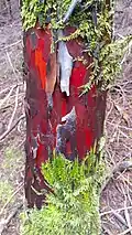 Color variations of bark on Pacific yew