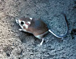 Brown and white long-tailed rat