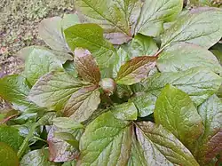 Paeonia daurica subsp. macrophylla, leaves and bud