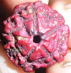 Red 5-faced rudraksha stone
