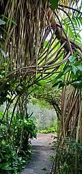 Aerial roots trained as an arch, Guam Zoo