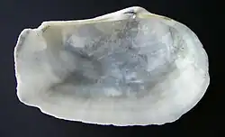 Inside view of Panopea zelandica shell