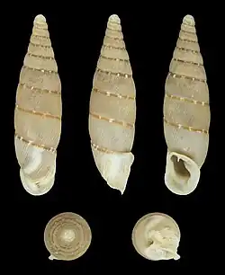 views of shells