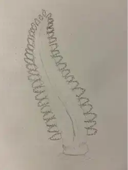 Artists interpretation of Paracharnia dengyingensis.