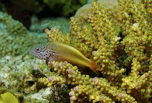 Forsters Hawkfish juvenile at Papua New Guinea, 2013