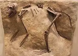 Paracolobus chemeroni