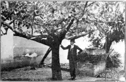 The Parent Tree of the Fuerte Avocado [1918] stands in the garden of Alejandro Le Blanc in Atlixco.