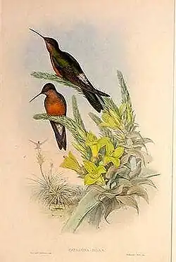 Giant Hummingbird, Patagona gigas, 1887, A Monograph of the Trochilidæ, or Family of Hummingbirds, J Gould & H.C. Richter