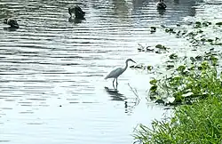 A group of ducks with a egret in Etén wetlands, west of district capital.