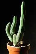 Echinopsis lageniformis f. monstrose (Long form or 'Clone A') also known as penis plant [14]