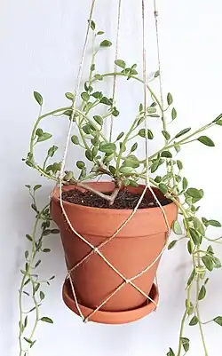 Peperomia nivalis var. lepadiphylla kept as a houseplant