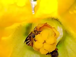 Bee pollinating female Cucurbita flower