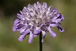 A flowerhead of Knautia arvensis infected with Peronospora violacea.