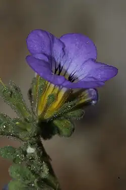 Phacelia fremontii