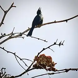 Phainopepla with feces