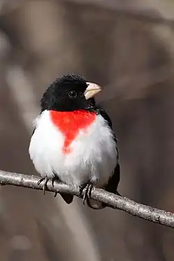 A rose-breasted grosbeak (a black hooded bird with a white mid-section and a red chest) perched on a branch