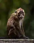 Portrait of a Philippine long-tailed macaque